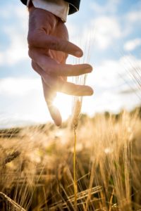 main devant un champ de blé